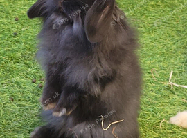 Stunning Mini Lion Lop - READY TO LEAVE