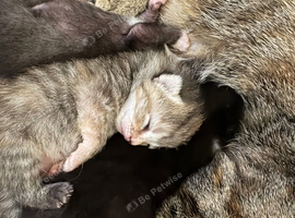 3 kittens for sell!
