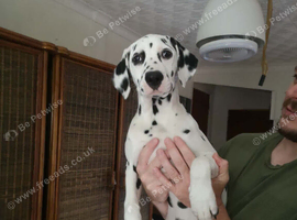 Stunning pure bred Dalmatian pup LAST GIRL