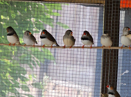Zebra finches
