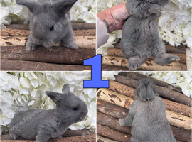 4 x Beautiful Continental Giant &times; French Lop Babies