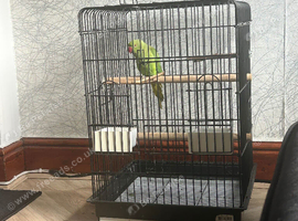Zazu the ringneck