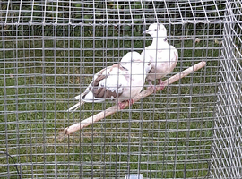 Looking for java doves or barbary