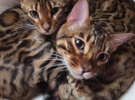 Pure Breed Bengal Kittens