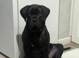 Cane corso 8month old boy