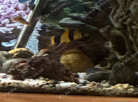 Clown loaches