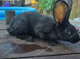 Giant conti cross flemish giant