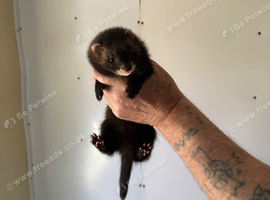 Eu ferrets