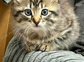 Beautiful playfull kittens for sale x 4 &pound;75