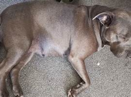 Blue staffy puppies