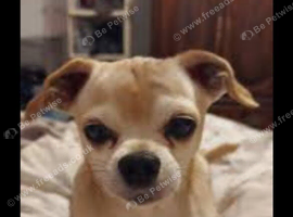 Chihuahua girl 4 years old