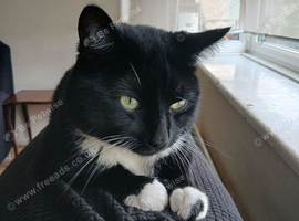 Urgent Rehomeing Adorable Cat Ace