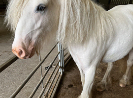 15 month old yearling cob filly palomino Sabino max white
