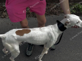 Saluki whippet greyhound
