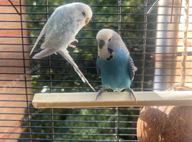 Reggie and Francis
