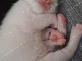 Kittens️