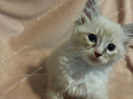 Ready now ️ | pure Ragdolls kittens