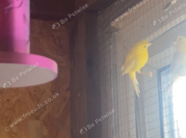3 Irish canaries
