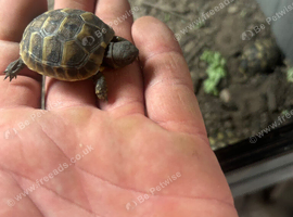 Herman&rsquo;s tortoise