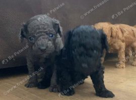 Beautiful toy poodle puppies for sale