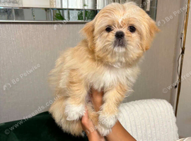 Shih tzu lovely BOY