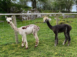 Stunning yearling alpaca males, BAS registered
