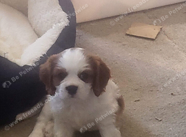 Blenheim puppies - 1 girl and 1 boy