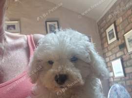 Forever home needed