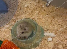 MOCHI!