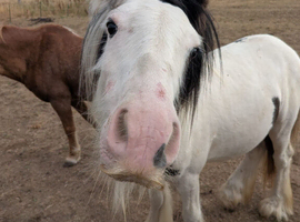 8 months old colt