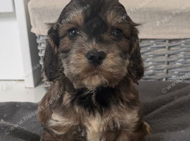 cockapoo puppies
