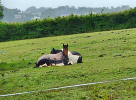 Livery available