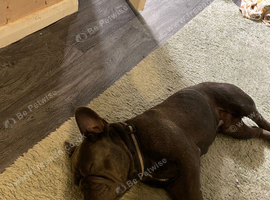 French bulldog for sale