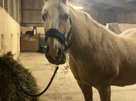 WANTED- GRAZING STOWMARKET