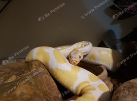 Albino 100% het pied