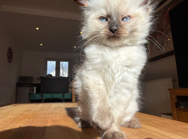 Ragdoll Kittens for Sale