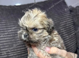 BEAUTIFUL CHARMING SHIH TZU WITH BIG HEARTS