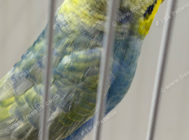 RING NUMBER 46 RAINBOW COCK 2026 BRED