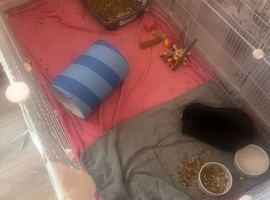 Mini lop