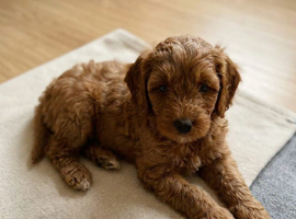 Cavapoo puppies