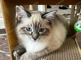 Pure Ragdoll kitten