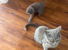 British shorthair kittens for sale