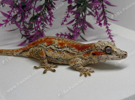 Red stripe female gargoyle gecko