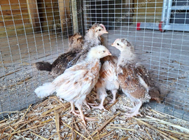 Chicks