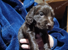 Kc cocker spaniel chocolate pups born 26/07/26