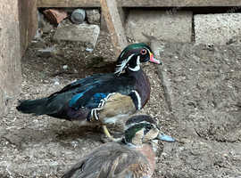 Carolina male duck