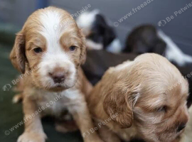 Beautiful Show Cocker Spaniel Puppies - Castlelodge Cocker Spaniels