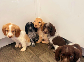 Kc cocker spaniel puppies