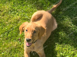 Last Boy KC Fox Red Golden retriever puppies