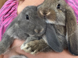 Quality French Lop Bunnies Ready Soon